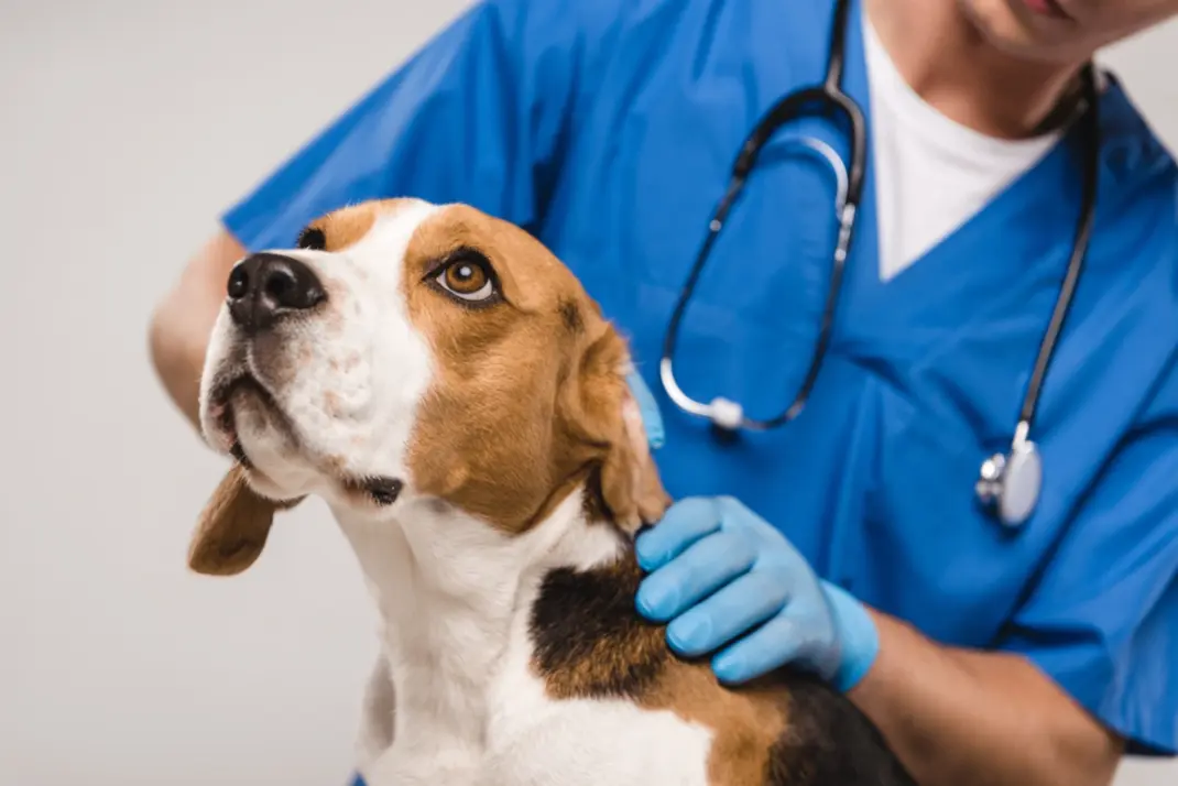 Dog with Vet