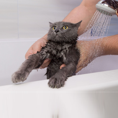 cat-shower